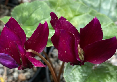 Cyclamen hederifolium 'Red Sky'